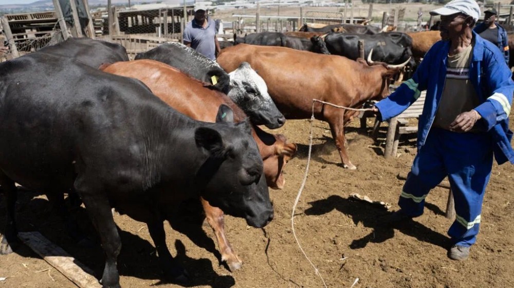 Les éleveurs sud-africains sous le choc de la catastrophe de la fièvre aphteuse